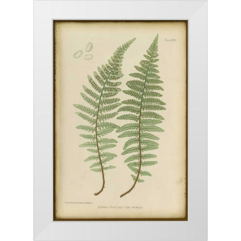 Lastrea Felix White Modern Wood Framed Art Print by PI Collection