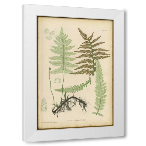 Lastrea Thelypteris White Modern Wood Framed Art Print by PI Collection