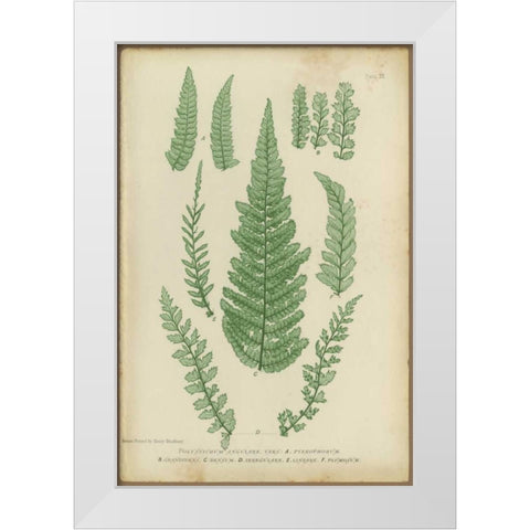 Polystichum White Modern Wood Framed Art Print by PI Collection
