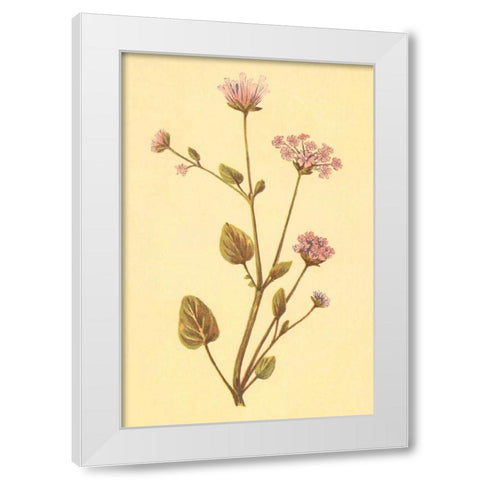 Abronia Turbinata White Modern Wood Framed Art Print by PI Collection