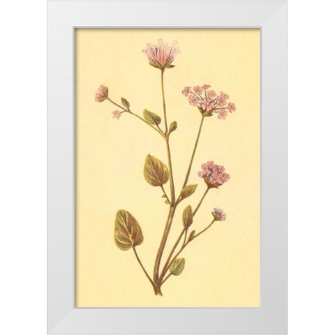 Abronia Turbinata White Modern Wood Framed Art Print by PI Collection