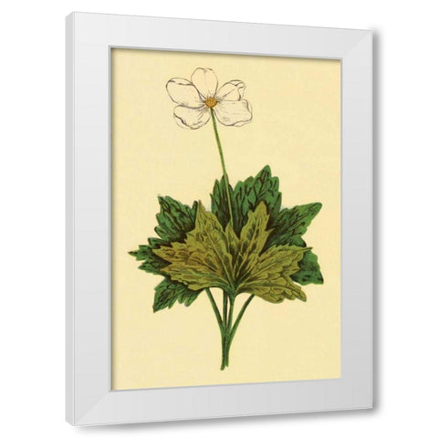 Anemone White Modern Wood Framed Art Print by PI Collection