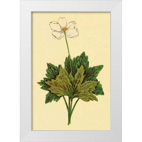 Anemone White Modern Wood Framed Art Print by PI Collection