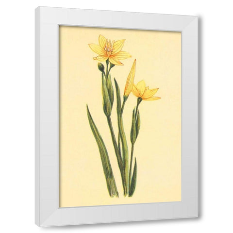 Arizona Sisrinchium  White Modern Wood Framed Art Print by PI Collection