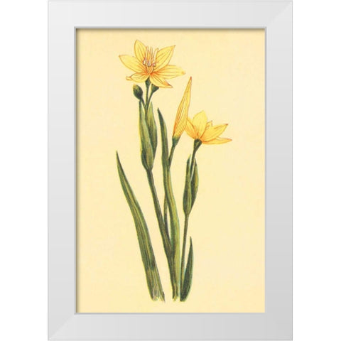 Arizona Sisrinchium  White Modern Wood Framed Art Print by PI Collection