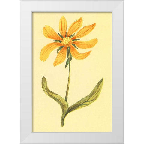 Arizona Wyethia White Modern Wood Framed Art Print by PI Collection