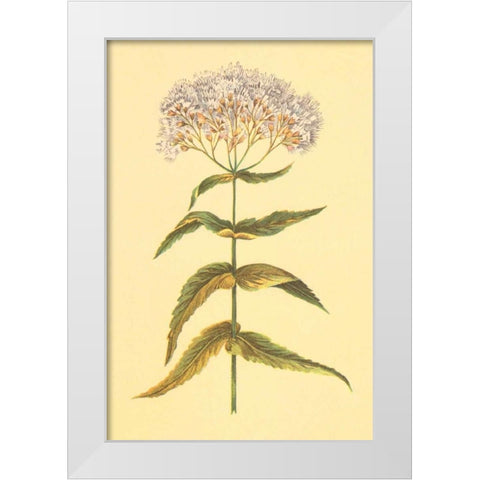 Boneset and Ague Weed White Modern Wood Framed Art Print by PI Collection