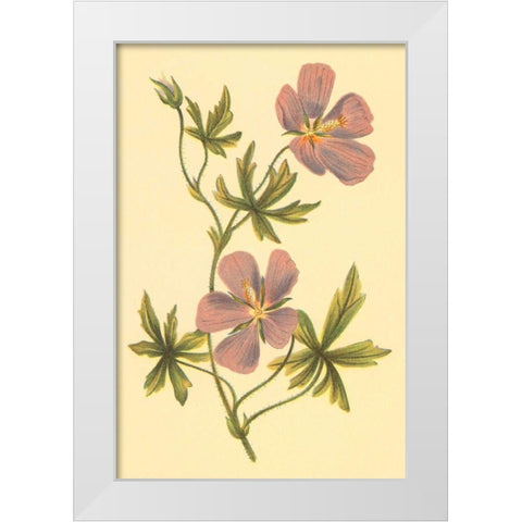 Callirrhoe White Modern Wood Framed Art Print by PI Collection