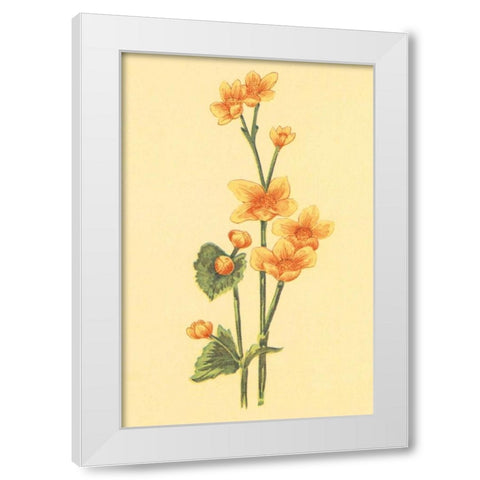Calthra Palustris  White Modern Wood Framed Art Print by PI Collection