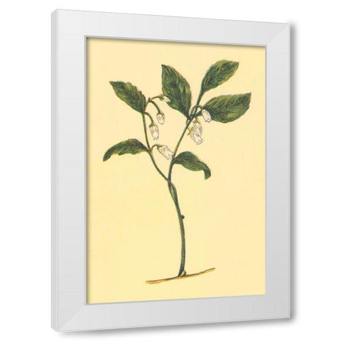Checkerberry White Modern Wood Framed Art Print by PI Collection