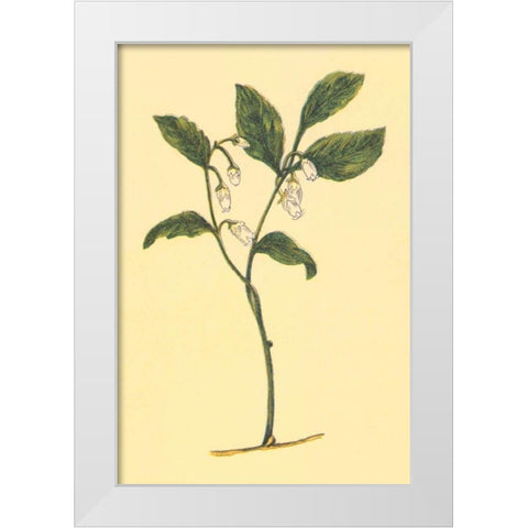 Checkerberry White Modern Wood Framed Art Print by PI Collection