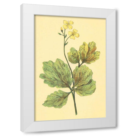 Chelidonium Majus White Modern Wood Framed Art Print by PI Collection