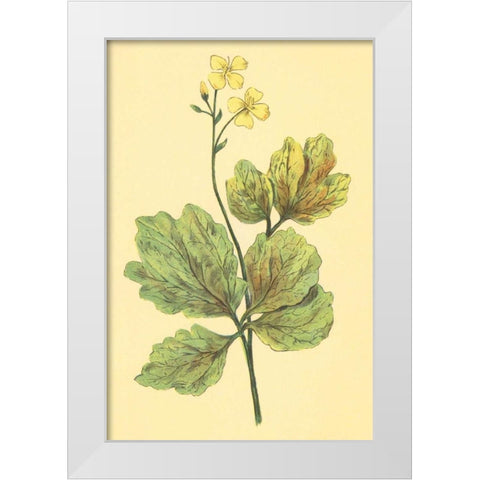 Chelidonium Majus White Modern Wood Framed Art Print by PI Collection