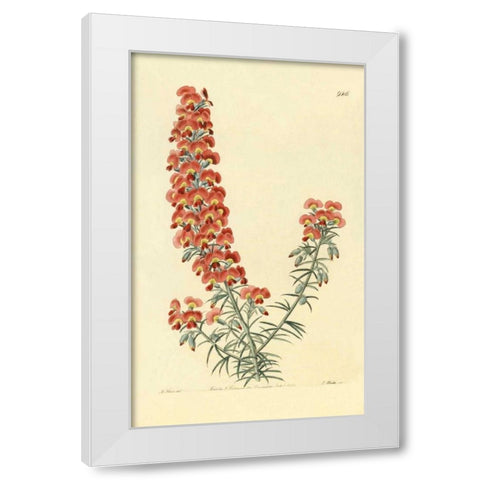 Chorizema Henchmanni White Modern Wood Framed Art Print by PI Collection