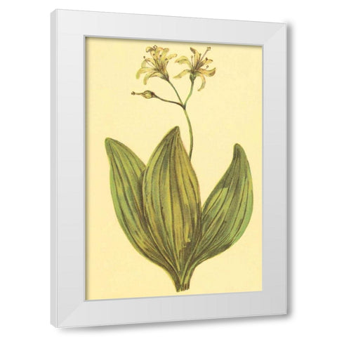 Clintonia White Modern Wood Framed Art Print by PI Collection