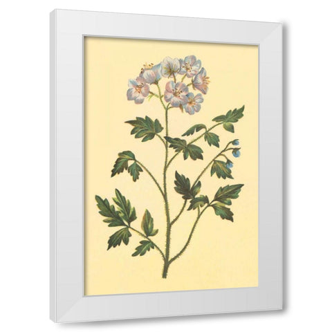 Cut Leaved Phacelia White Modern Wood Framed Art Print by PI Collection