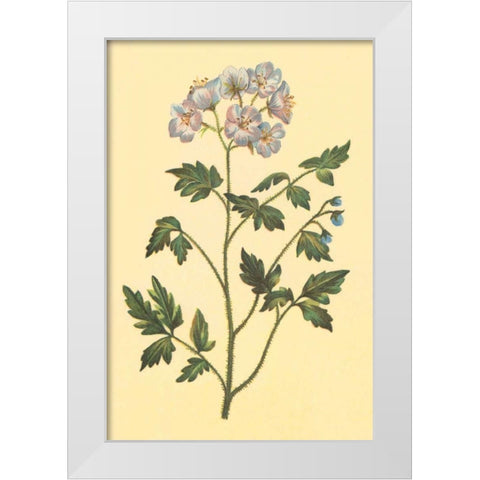 Cut Leaved Phacelia White Modern Wood Framed Art Print by PI Collection