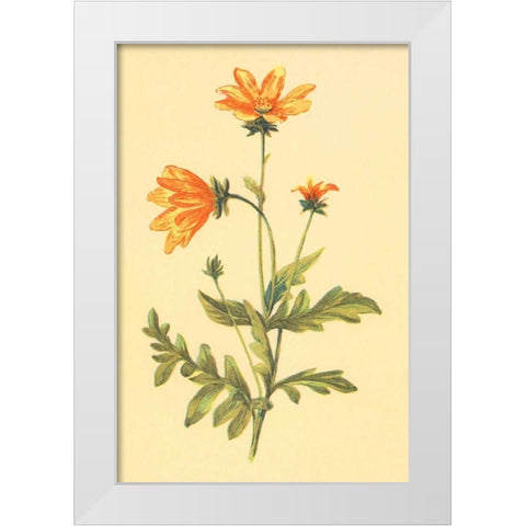 Engelmannia White Modern Wood Framed Art Print by PI Collection