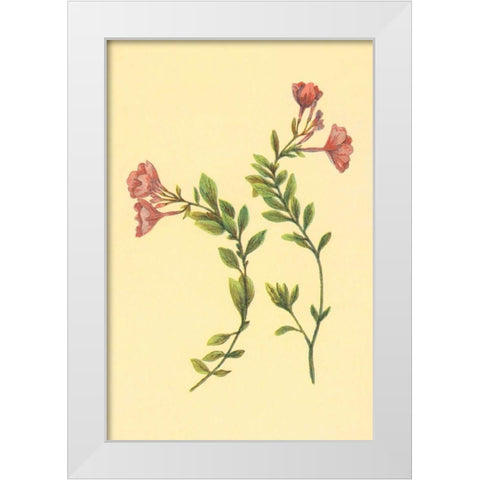 Epilobium Rigidum White Modern Wood Framed Art Print by PI Collection