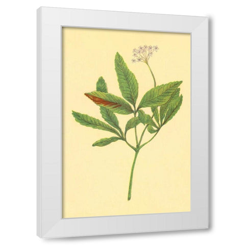 Five Leaved Ginseng White Modern Wood Framed Art Print by PI Collection