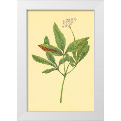 Five Leaved Ginseng White Modern Wood Framed Art Print by PI Collection