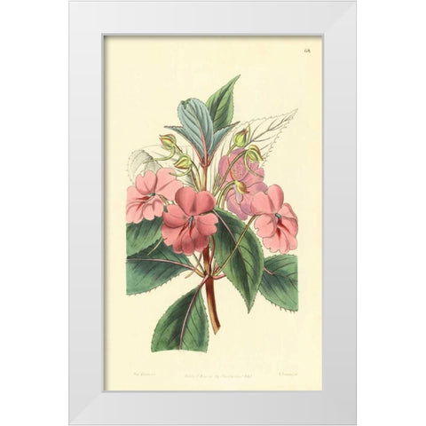 Impatiens Platypetala White Modern Wood Framed Art Print by PI Collection