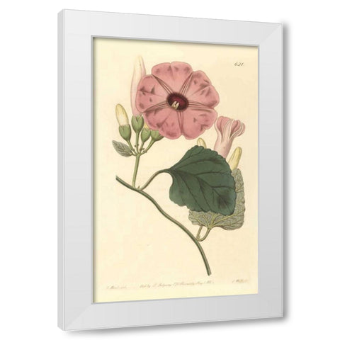 Ipomea Jalapa White Modern Wood Framed Art Print by PI Collection