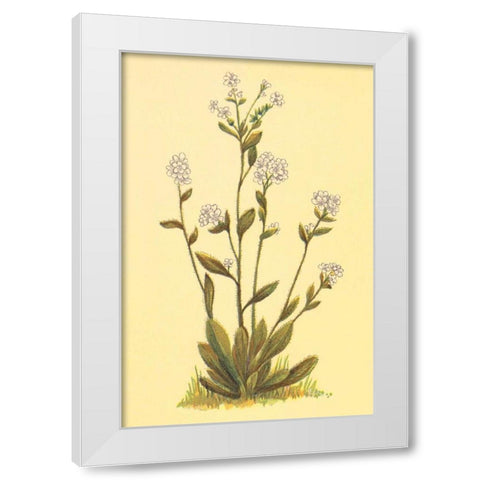 Kings Eritrichium White Modern Wood Framed Art Print by PI Collection