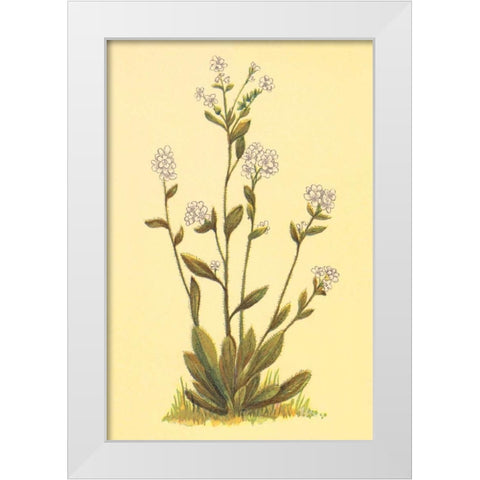 Kings Eritrichium White Modern Wood Framed Art Print by PI Collection