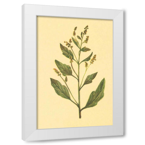 Lambs Quarters White Modern Wood Framed Art Print by PI Collection