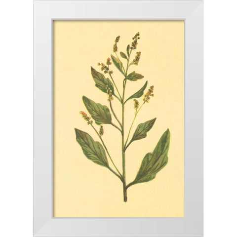 Lambs Quarters White Modern Wood Framed Art Print by PI Collection