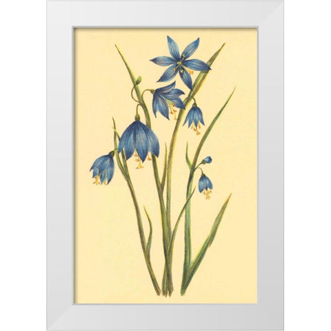 Large Flowered Blue Eyed Grass White Modern Wood Framed Art Print by PI Collection