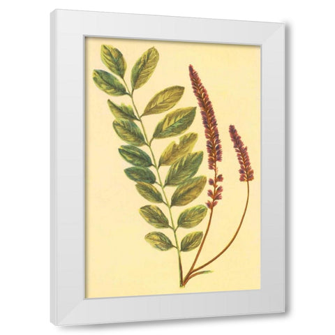 Lead Plant White Modern Wood Framed Art Print by PI Collection