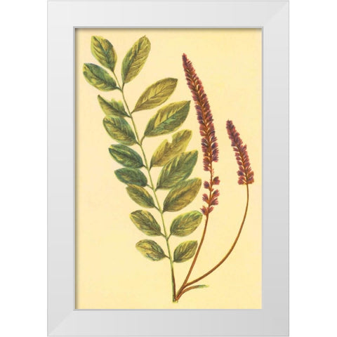 Lead Plant White Modern Wood Framed Art Print by PI Collection