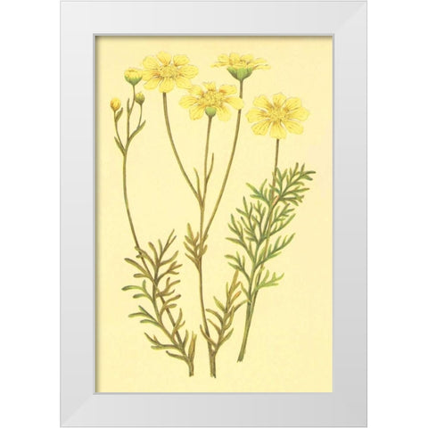 Newberry Leucampyx White Modern Wood Framed Art Print by PI Collection