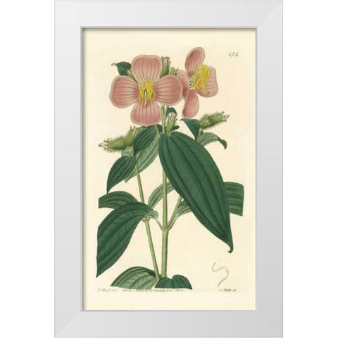 Osbekia Stellata White Modern Wood Framed Art Print by PI Collection