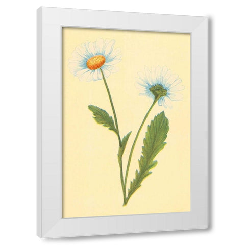 Ox Eye Daisy with Whiteweed White Modern Wood Framed Art Print by PI Collection