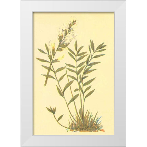 Oxytropis Lamberti White Modern Wood Framed Art Print by PI Collection