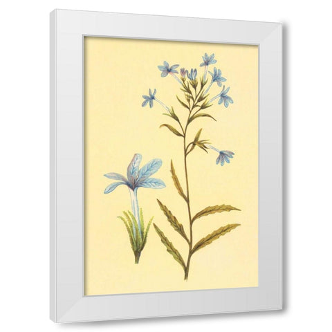 Palmerella Debillis Serratta White Modern Wood Framed Art Print by PI Collection