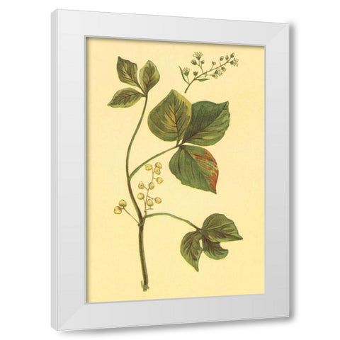 Poison Ivy and Poison Oak White Modern Wood Framed Art Print by PI Collection