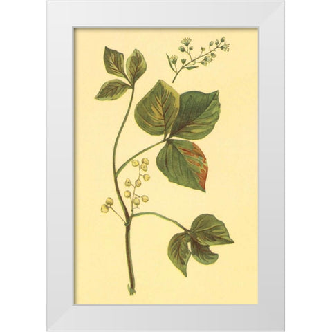 Poison Ivy and Poison Oak White Modern Wood Framed Art Print by PI Collection