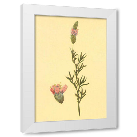 Praire Clover White Modern Wood Framed Art Print by PI Collection