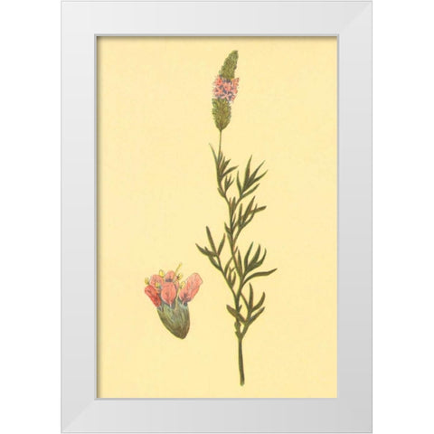 Praire Clover White Modern Wood Framed Art Print by PI Collection