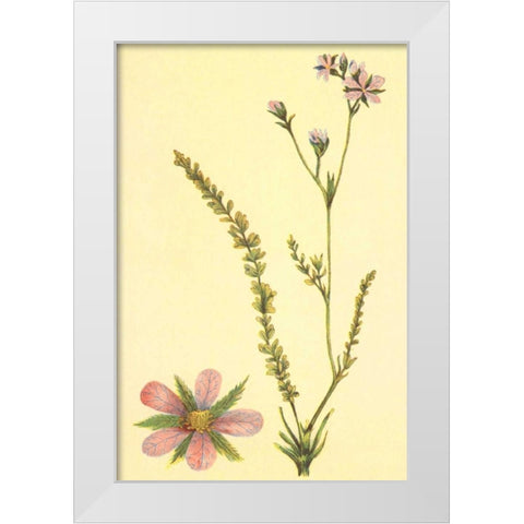Purplish Horkelia White Modern Wood Framed Art Print by PI Collection