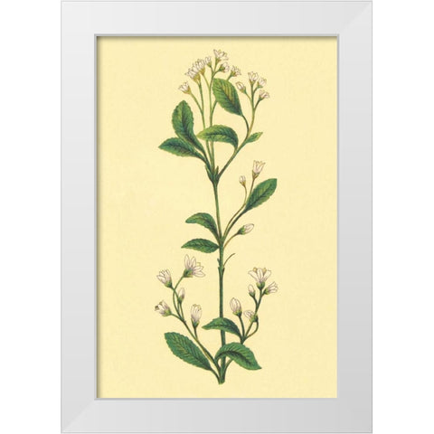Service Berry and Shad Bush White Modern Wood Framed Art Print by PI Collection