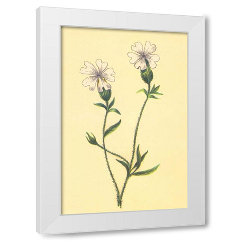 Silene Vulgaris White Modern Wood Framed Art Print by PI Collection