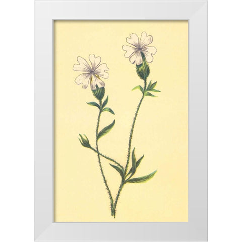 Silene Vulgaris White Modern Wood Framed Art Print by PI Collection