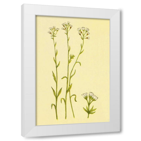 Smooth Rock Cress White Modern Wood Framed Art Print by PI Collection
