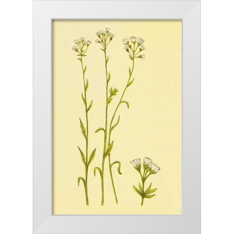 Smooth Rock Cress White Modern Wood Framed Art Print by PI Collection