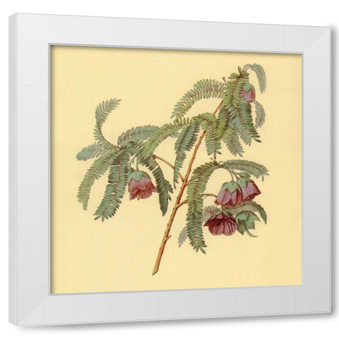 Spaendoncea Tamarandifolia White Modern Wood Framed Art Print by PI Collection
